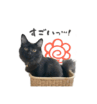 にゃんずの毎日スタンプ（個別スタンプ：5）