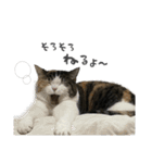 にゃんずの毎日スタンプ（個別スタンプ：15）