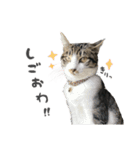 にゃんずの毎日スタンプ（個別スタンプ：18）
