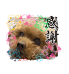 我が家のアロハちゃん❽（個別スタンプ：2）