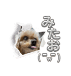 我が家のアロハちゃん❽（個別スタンプ：3）