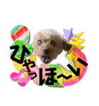 我が家のアロハちゃん❽（個別スタンプ：5）