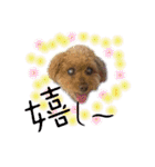 我が家のアロハちゃん❽（個別スタンプ：6）