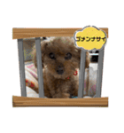 我が家のアロハちゃん❽（個別スタンプ：7）