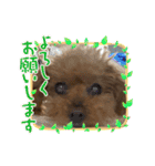 我が家のアロハちゃん❽（個別スタンプ：11）
