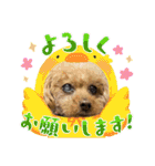 我が家のアロハちゃん❽（個別スタンプ：13）