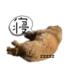 我が家のアロハちゃん❽（個別スタンプ：17）