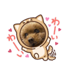 我が家のアロハちゃん❽（個別スタンプ：18）