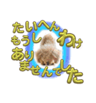 我が家のアロハちゃん❽（個別スタンプ：20）