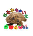 我が家のアロハちゃん❽（個別スタンプ：26）