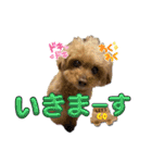 我が家のアロハちゃん❽（個別スタンプ：27）