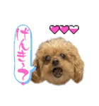 我が家のアロハちゃん❽（個別スタンプ：30）