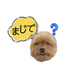 我が家のアロハちゃん❽（個別スタンプ：31）