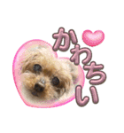 我が家のアロハちゃん❽（個別スタンプ：33）