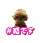 我が家のアロハちゃん❽（個別スタンプ：34）