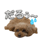 我が家のアロハちゃん❽（個別スタンプ：37）