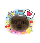 我が家のアロハちゃん❽（個別スタンプ：38）