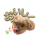 我が家のアロハちゃん❽（個別スタンプ：39）