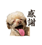 【可愛い】レオン君感情爆発スタンプ（個別スタンプ：1）