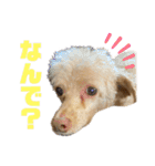 【可愛い】レオン君感情爆発スタンプ（個別スタンプ：20）