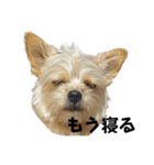 わんちゃち（個別スタンプ：1）