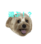わんちゃち（個別スタンプ：5）