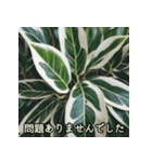 綺麗な植物と共に敬語で丁寧な挨拶（個別スタンプ：16）