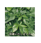 綺麗な植物と共に敬語で丁寧な挨拶（個別スタンプ：22）