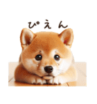 リアルな柴犬【年中使える】面白かわいい（個別スタンプ：22）