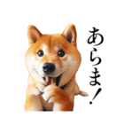 リアルな柴犬【年中使える】面白かわいい（個別スタンプ：25）