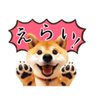 リアルな柴犬【年中使える】面白かわいい（個別スタンプ：29）