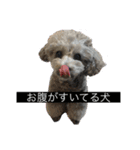 あくあ君日常使い（個別スタンプ：1）