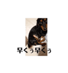 喋る犬達（個別スタンプ：4）