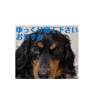 喋る犬達（個別スタンプ：5）