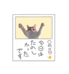 猫のムーたんダヨ（個別スタンプ：6）