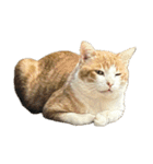 うちの猫 オレー（個別スタンプ：1）