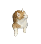 うちの猫 オレー（個別スタンプ：3）