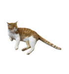 うちの猫 オレー（個別スタンプ：4）