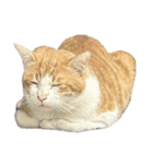 うちの猫 オレー（個別スタンプ：5）