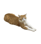 うちの猫 オレー（個別スタンプ：6）