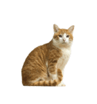 うちの猫 オレー（個別スタンプ：7）