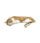 うちの猫 オレー（個別スタンプ：8）