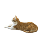 うちの猫 オレー（個別スタンプ：9）