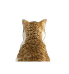 うちの猫 オレー（個別スタンプ：10）