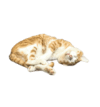 うちの猫 オレー（個別スタンプ：12）