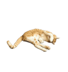 うちの猫 オレー（個別スタンプ：13）