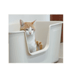うちの猫 オレー（個別スタンプ：14）