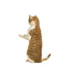 うちの猫 オレー（個別スタンプ：15）