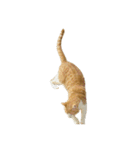 うちの猫 オレー（個別スタンプ：16）
