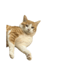 うちの猫 オレー（個別スタンプ：17）